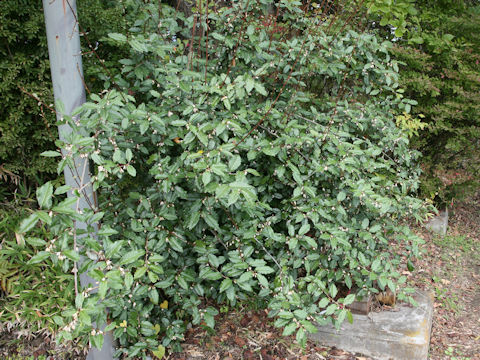 Elaeagnus pungens