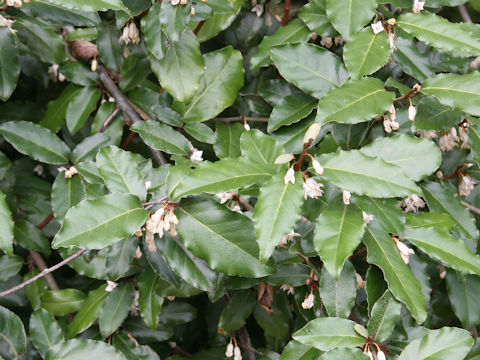 Elaeagnus pungens