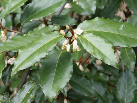 Elaeagnus pungens