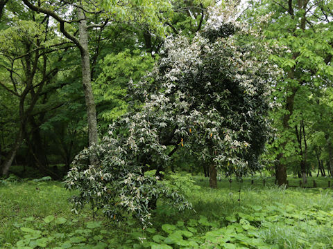Elaeagnus pungens