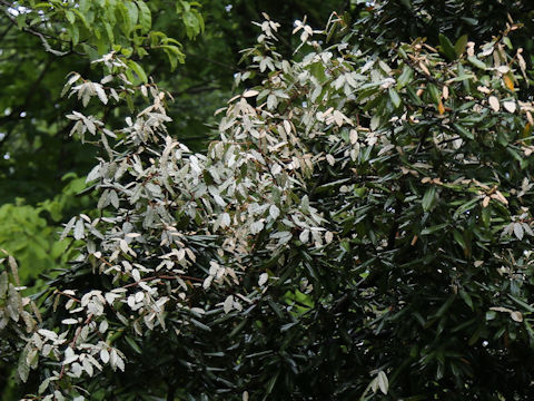 Elaeagnus pungens