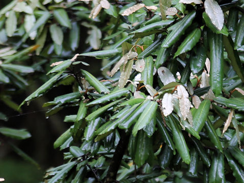 Elaeagnus pungens