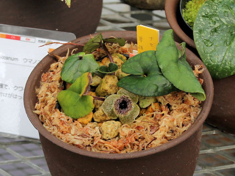 Asarum nazeanum