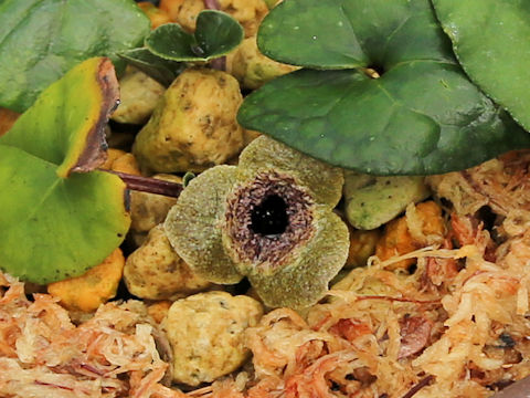 Asarum nazeanum