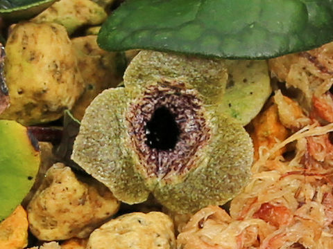 Asarum nazeanum
