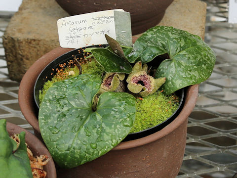 Asarum nazeanum