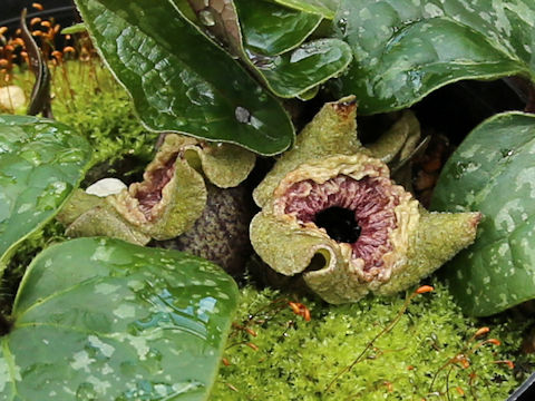 Asarum nazeanum