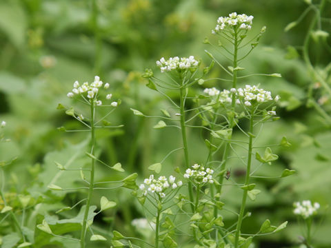 Capsella bursa-pastoris