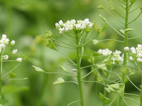 Capsella bursa-pastoris