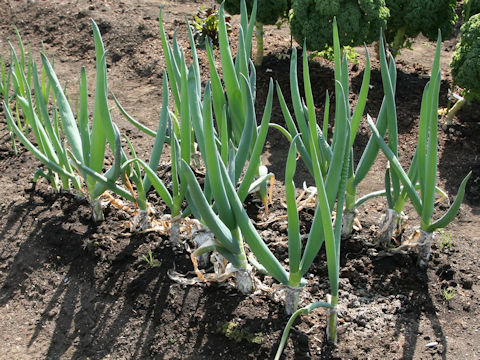 Allium fistulosum