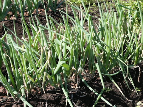 Allium fistulosum