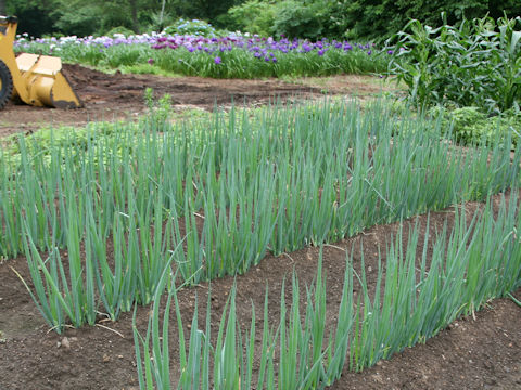 Allium fistulosum