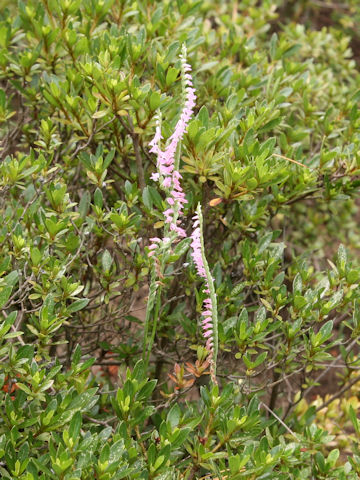 Spiranthes sinensis var. amoena