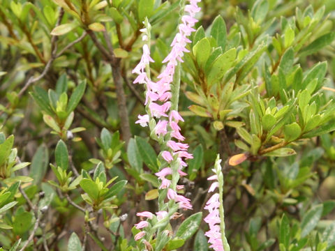 Spiranthes sinensis var. amoena