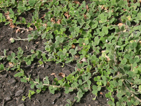 Lespedeza pilosa