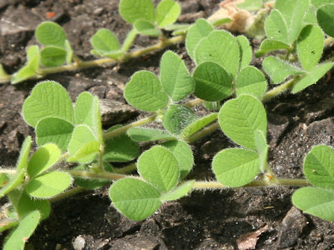 Lespedeza pilosa