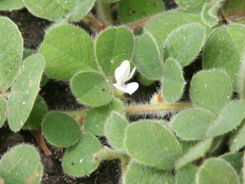 Lespedeza pilosa