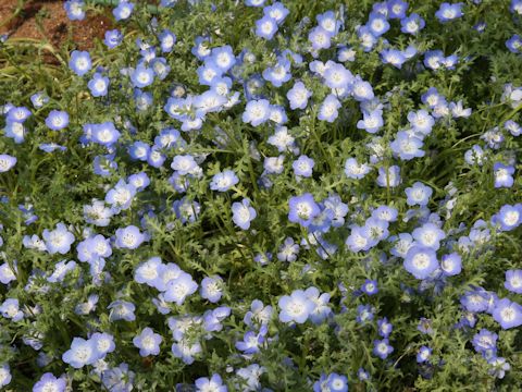 Nemophila menziesii cv. Insignis Blue