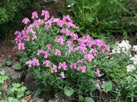 Nemesia strumosa cv. Poetry Mix