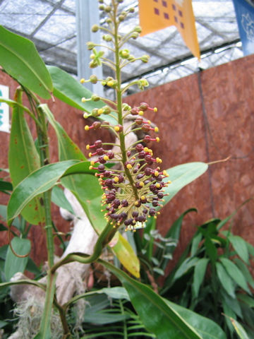Nepenthes cv. Dyeriana