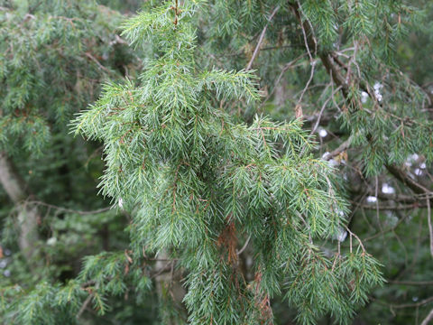 Juniperus rigida