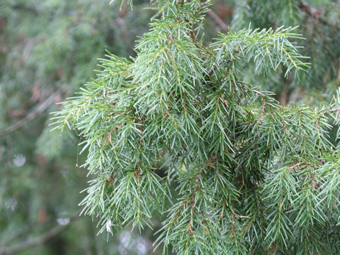 Juniperus rigida