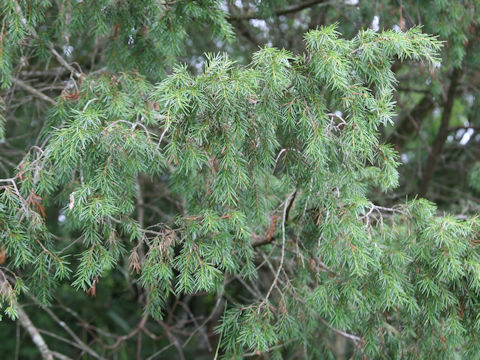 Juniperus rigida