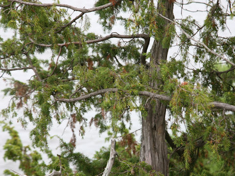 Juniperus rigida