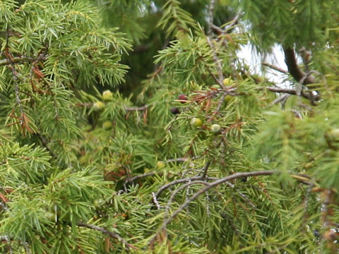 Juniperus rigida