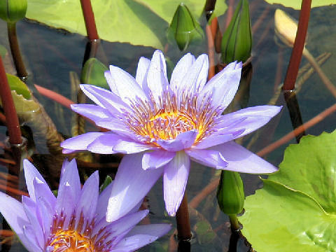 Nymphaea G.T. Moore