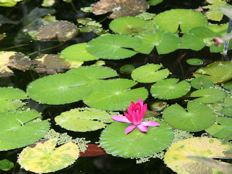 Nymphaea cv. Pride of California