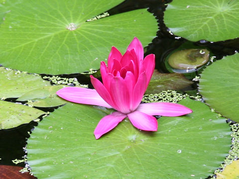 Nymphaea cv. Pride of California