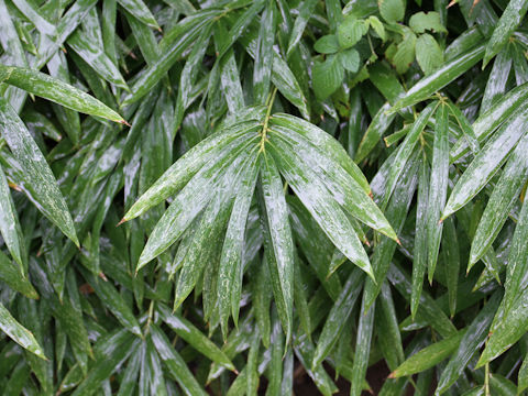 Pleioblastus chino var. viridis