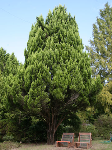 Thuja standishii