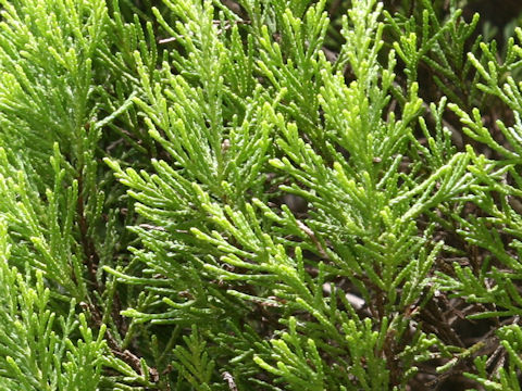 Thuja standishii