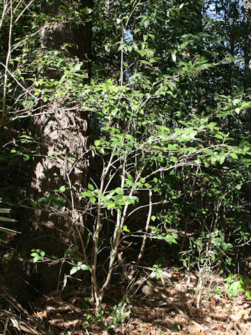 Ligustrum japonicum