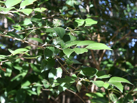 Ligustrum japonicum