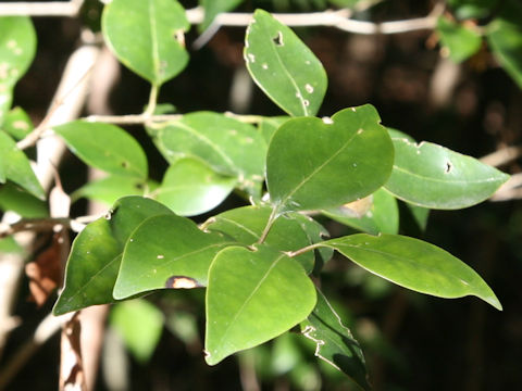 Ligustrum japonicum