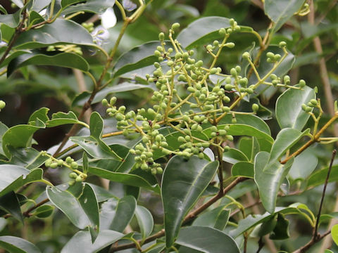 Ligustrum japonicum