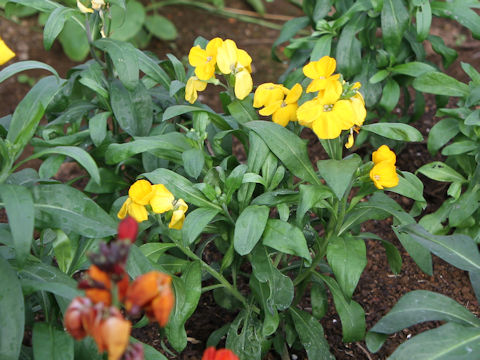 Erysimum cheiri
