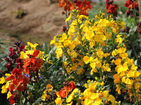 Erysimum cheiri
