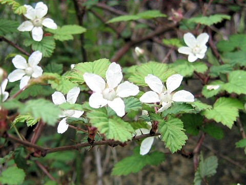 Rubus microphyllus
