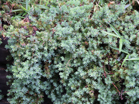 Juniperus squamata