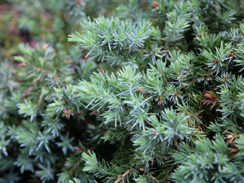 Juniperus squamata