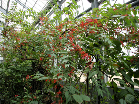 Woodfordia fruticosa