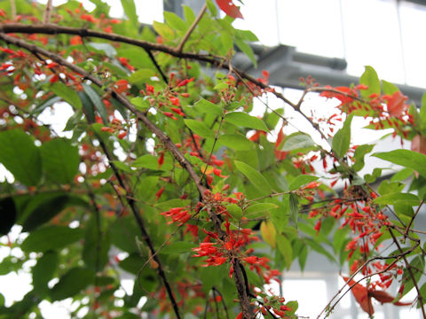 Woodfordia fruticosa