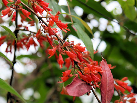 Woodfordia fruticosa