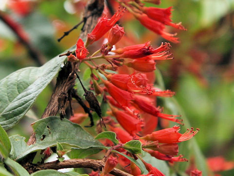 Woodfordia fruticosa