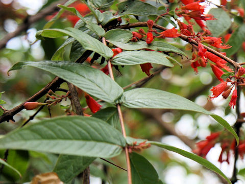 Woodfordia fruticosa