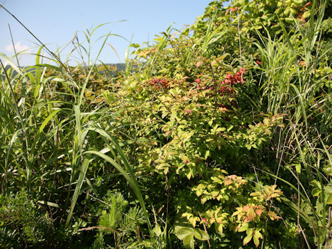 Euonymus alatus